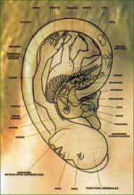 auriculo 1