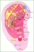 auriculo 2